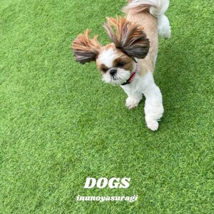 【4月24日(水)発売】DOGS
