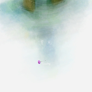 紫苑
