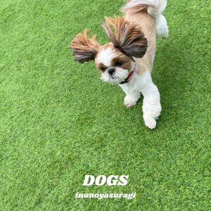 DOGS