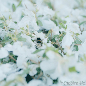 【5月10日(日)発売】hanabira